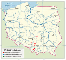 Hydnotrya tulasnei